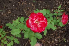 DSC_0095.webp