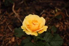 DSC_0102.webp