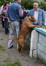 DSC00237.webp