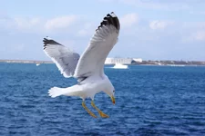 DSC17436.webp