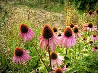 rPICT1027.webp