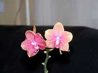  010.webp