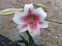 2012-07-18 17.19.50 2.webp
