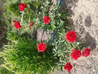 20130529_104339 2.webp