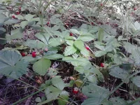 DSC_0072.webp