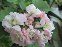 crop_88201223_7qLA1fD.webp