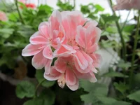 crop_88308296_YtU7.webp