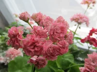 crop_88308392_bbhz.webp