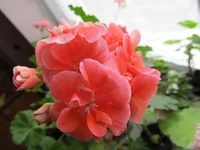 crop_88308459_lvjsR8.webp