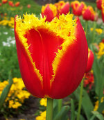 tulips(1).jpg