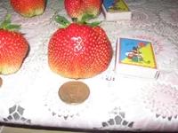  клубника 04.06.14 002_640x480.webp