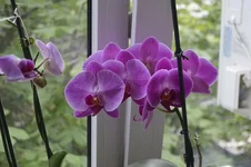 _DSC0298.webp
