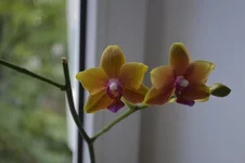 _DSC0299.webp