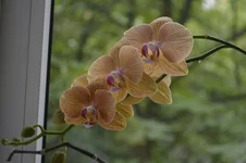 _DSC0302.webp
