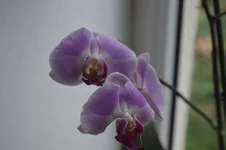 _DSC0303.webp