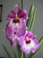 3.webp