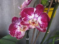 8.webp