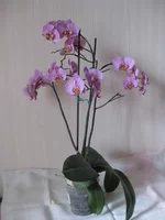 9.webp
