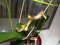 DSC07084.webp