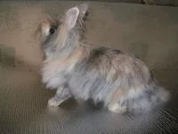  до стрижки.webp