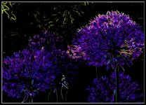 Серія Фейєрверк нічного квіту 1.jpg