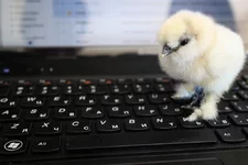 chick1.webp