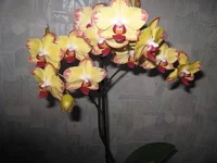 IMG_7350.webp