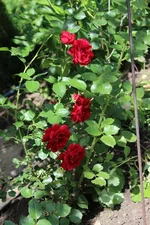 IMG_1023.webp