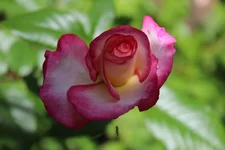 IMG_1028.webp