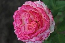 IMG_1040.webp