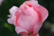 IMG_1049.webp