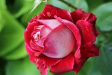 IMG_1089.webp