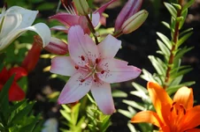 DSC_0098.webp