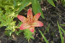 DSC_0102.webp