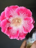 DSCF9147.webp