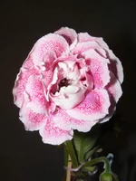 .webp