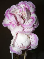 .webp