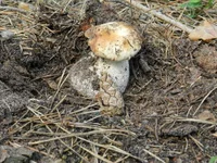 DSCN5683.webp