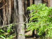 DSCN5694.webp