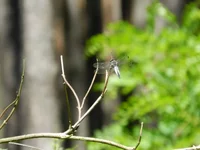 DSCN5693.webp