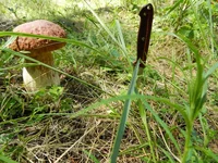 DSCN5696.jpg