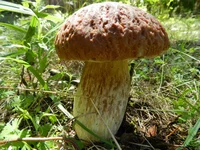 DSCN5697.jpg