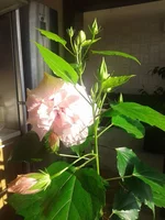 2014-06-24 07.14.37.webp