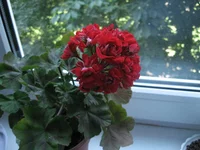 IMG_7984.webp