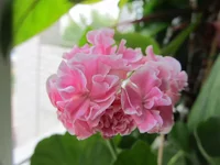 crop_89540009_Fyhn.webp