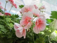 crop_89578278_GaMENvf.webp