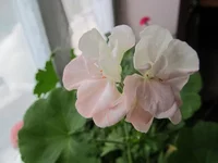 crop_90648941_fbS7.webp
