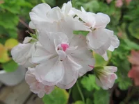 crop_90649027_wbjR86.webp