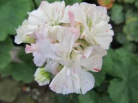 crop_90649116_BLONuRx.webp