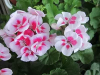 crop_89782546_XAtss.webp